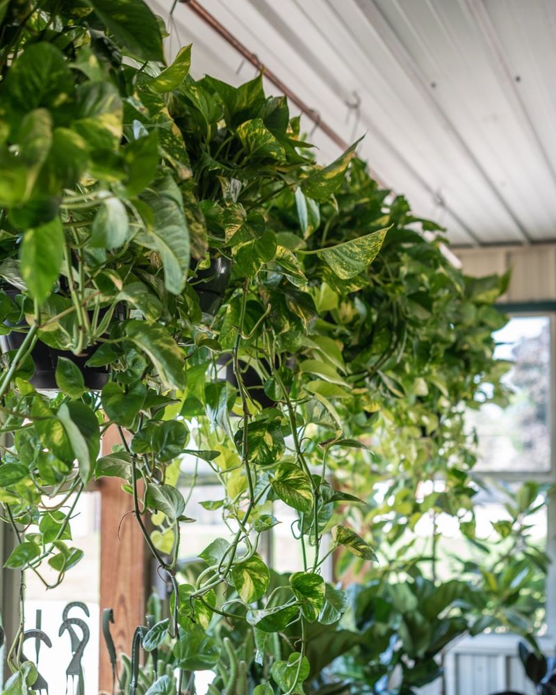 Golden Pothos Trails Beautifully With Almost No Effort