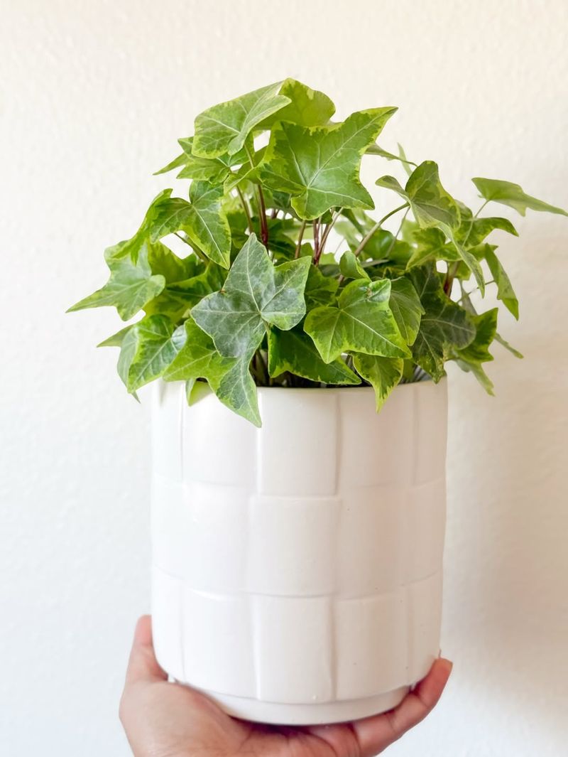 English Ivy That Tackles Indoor Pollutants With Style