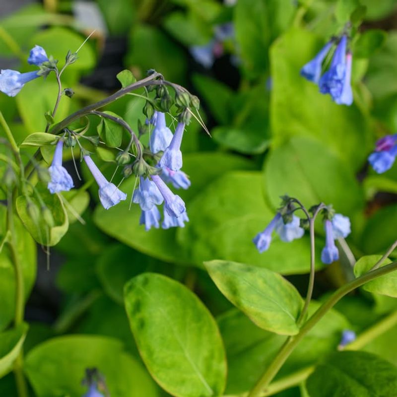 Virginia Bluebells Supply Nectar In Shady Spring Gardens
