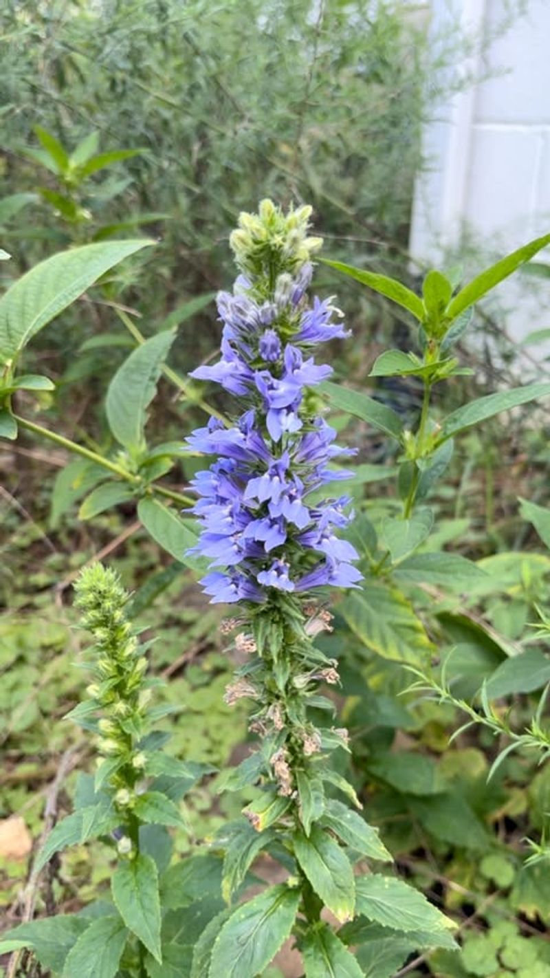 Great Blue Lobelia (Lobelia Siphilitica)