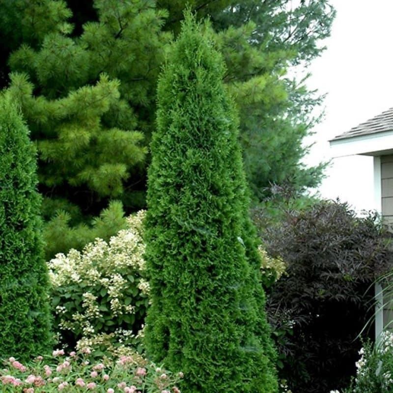 North Pole® Arborvitae Builds Narrow Year Round Structure
