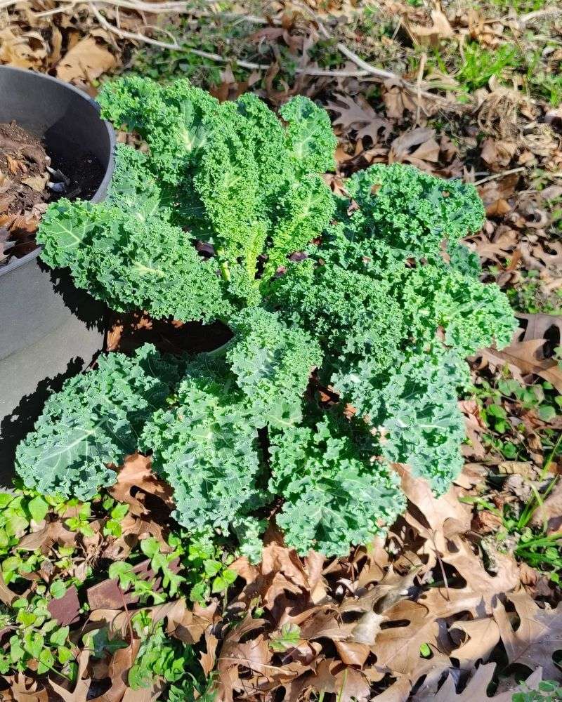Kale