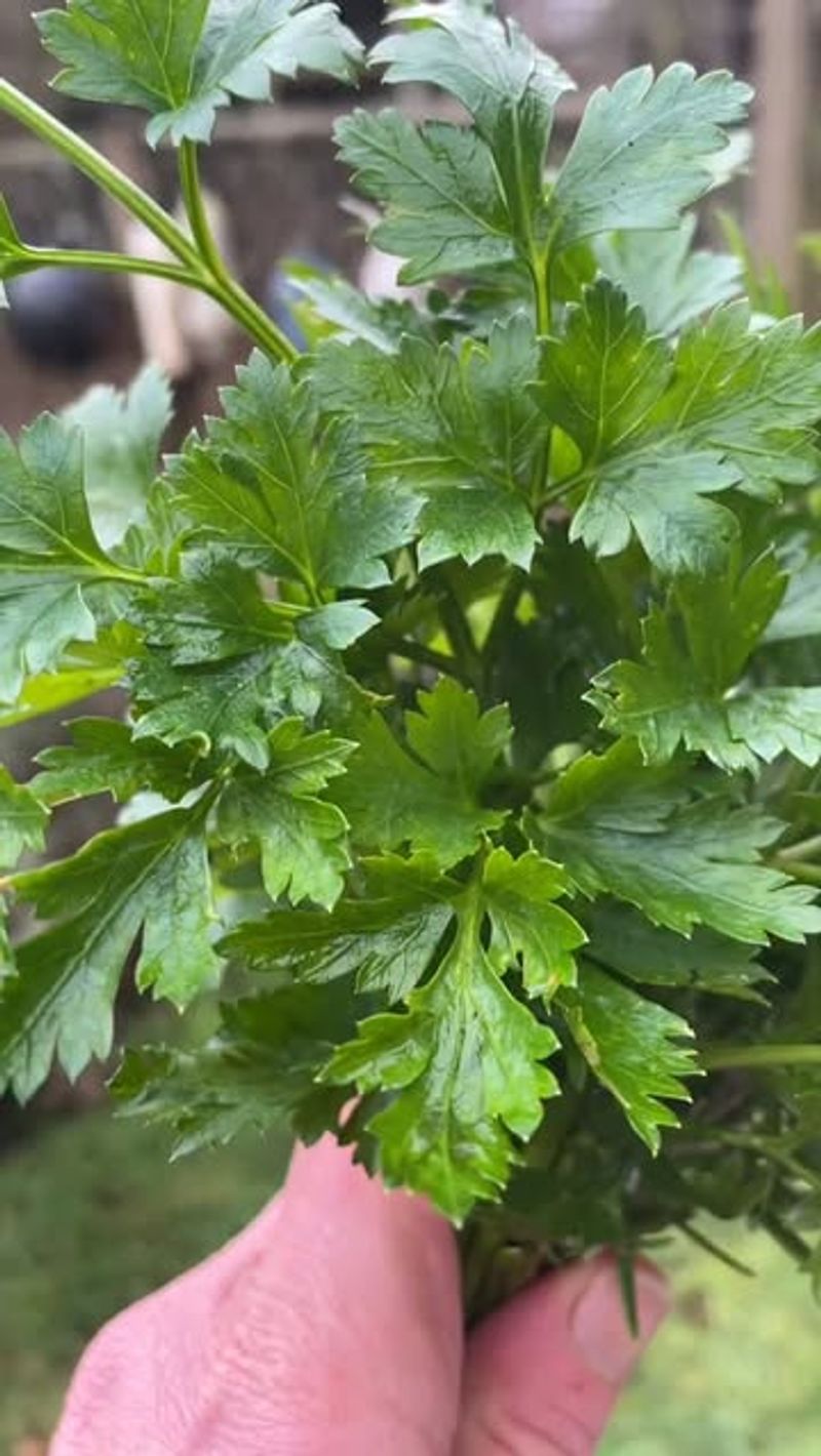 Parsley Supports A Diverse And Productive Garden