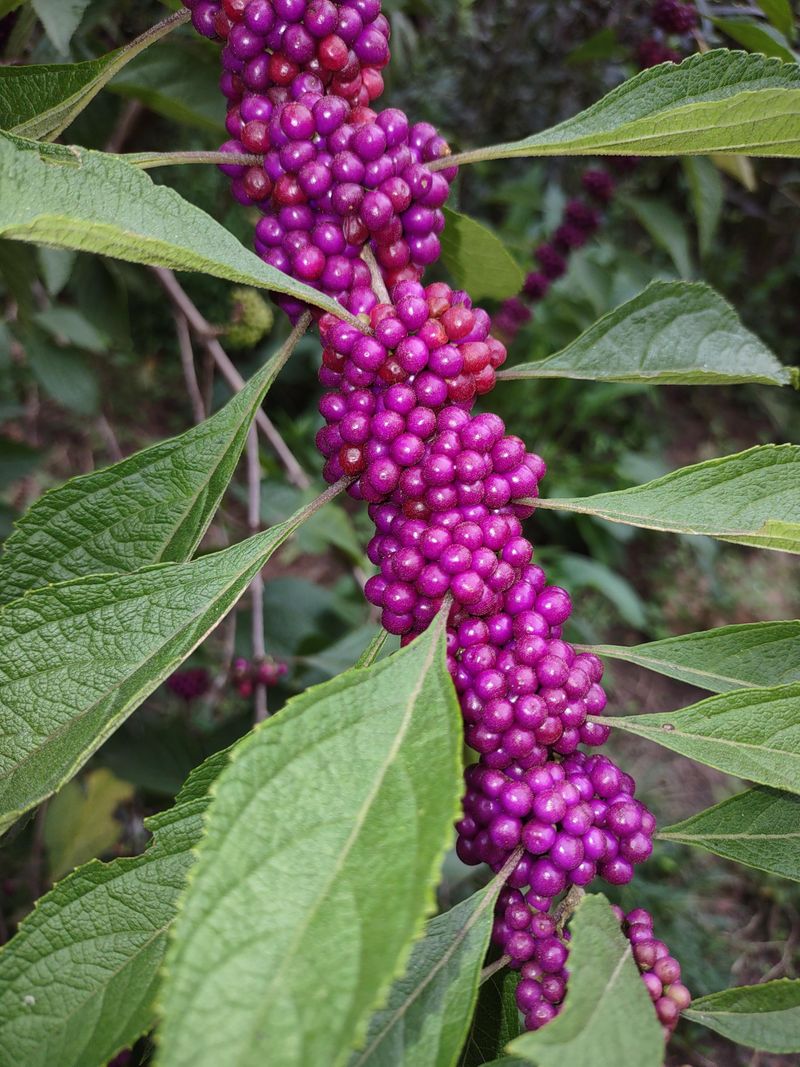 Beautyberry Rebuilds Landscape Structure In A Flash