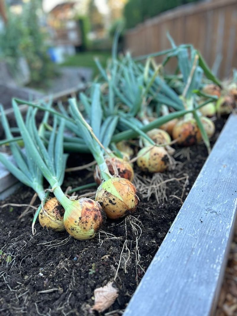 Green Onions Deter Hidden Pests