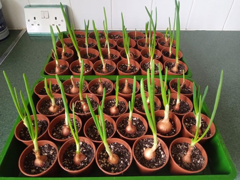 Onions That Need Extra Time To Bulk Up