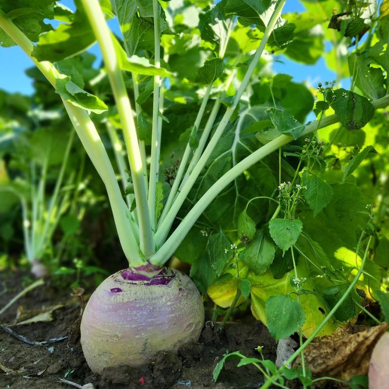 Rutabaga (Brassica napus subsp. napobrassica)