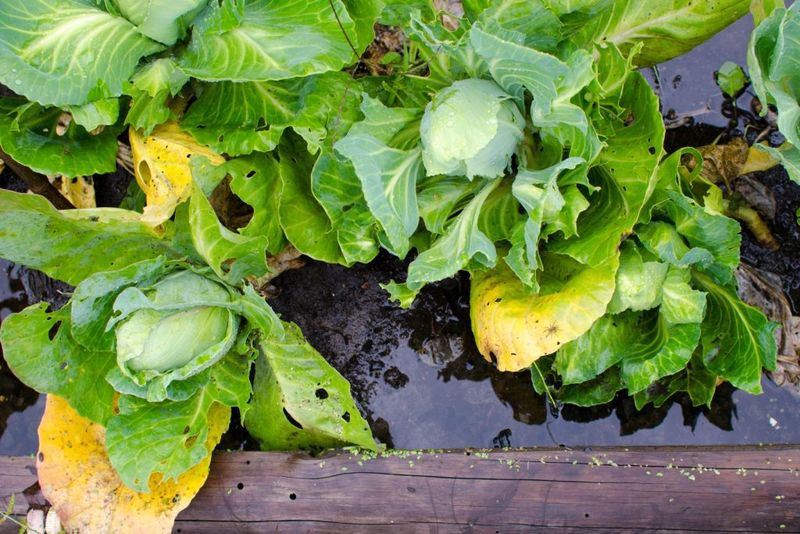 Cabbage Suffers In Saturated Soil