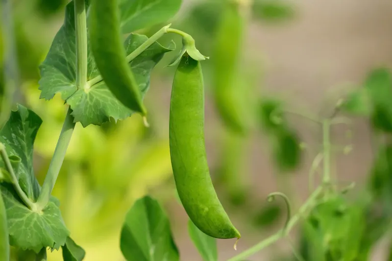 Peas Are Classic Early Spring Direct Sow Crops