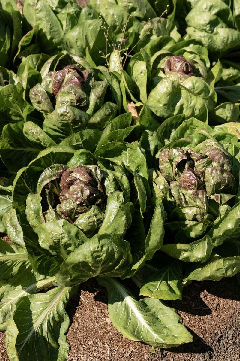 Lettuce Holds Its Crisp Texture In Early Spring Chills