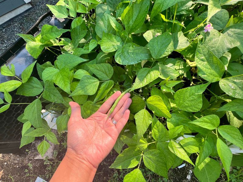 Bush Beans Take Off With Strong Leaf Growth