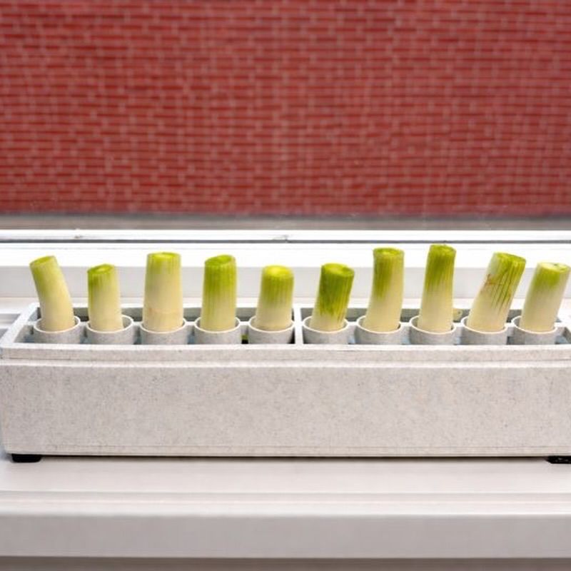 Green Onions Thrive In Small Indoor Containers