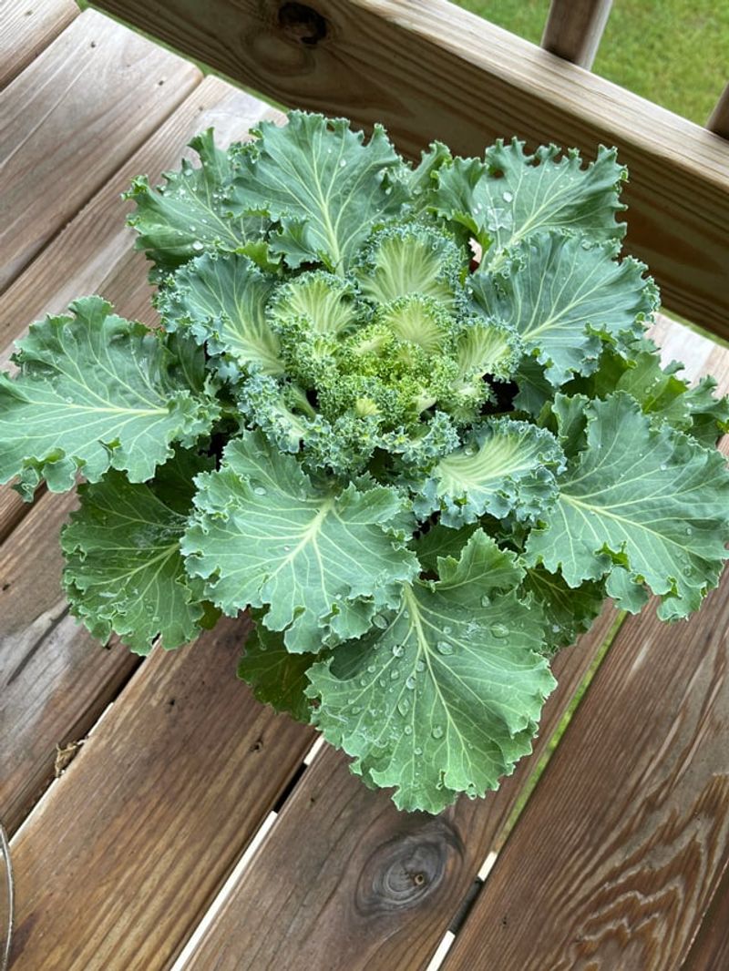 Kale