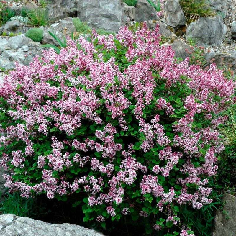 Dwarf Korean Lilac Adds Fragrant Spring Color Easily