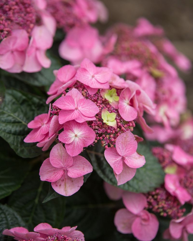 Hydrangea - Big Blooms, Little Effort
