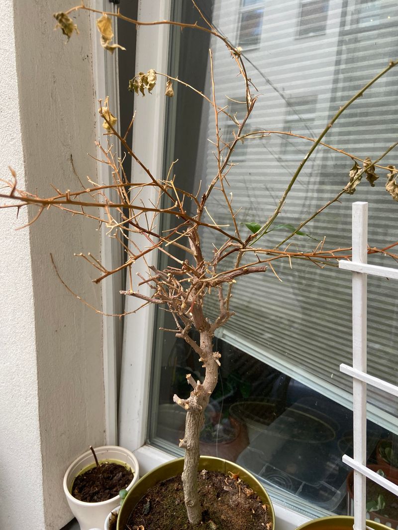 Wait Before Pruning After Frost Hits