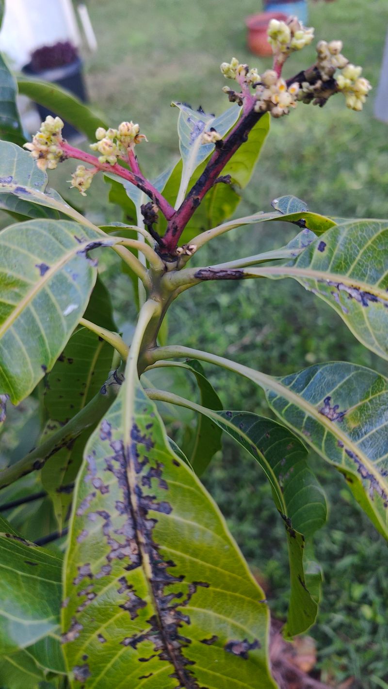 Protect Flowers And Young Fruit First