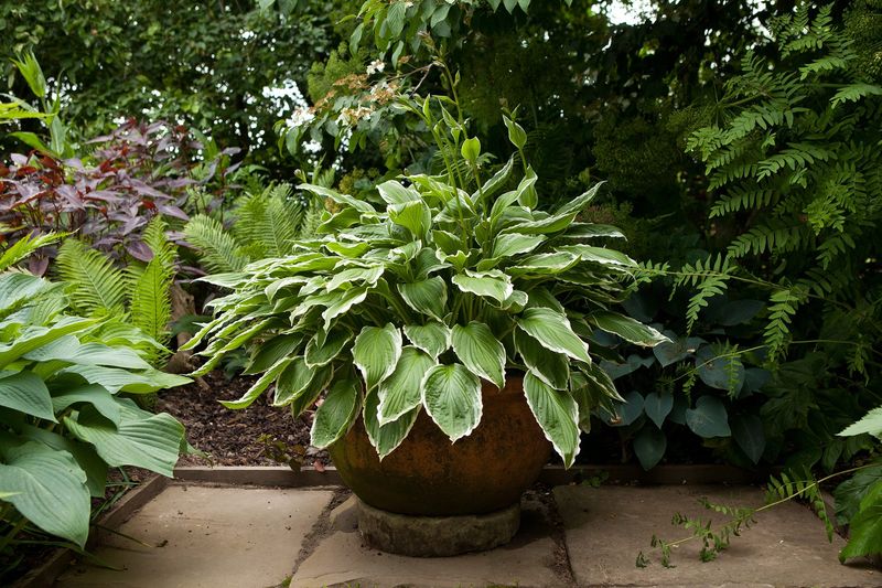 Ease Plants Back Into Sun Without Burning Leaves
