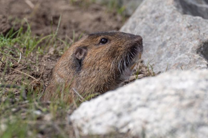 Understand Gopher Behavior
