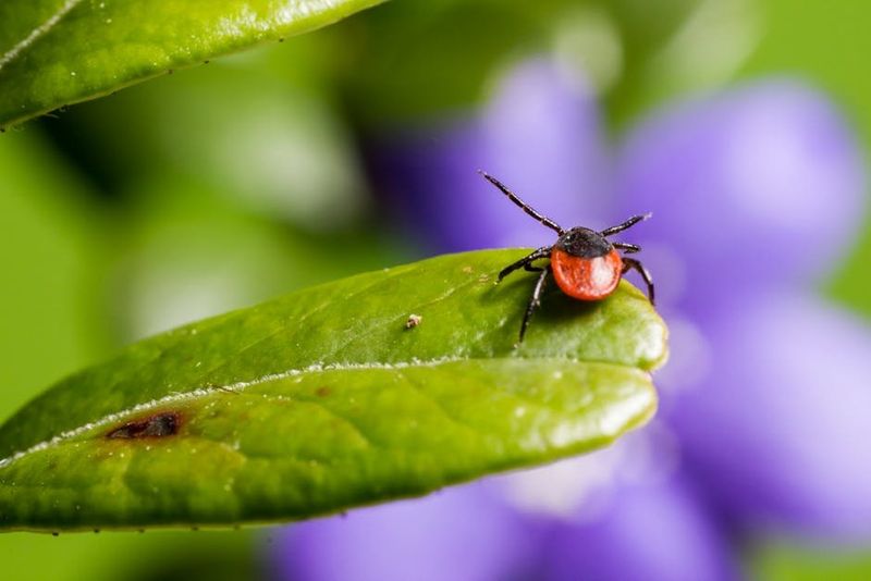 Find The Tick Hotspots Around Your Yard