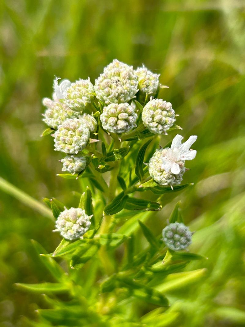 Virginia Mountain Mint The Pollinator Magnet