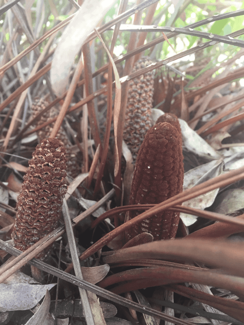 Coontie Carries Florida's Ancient And Toxic Past