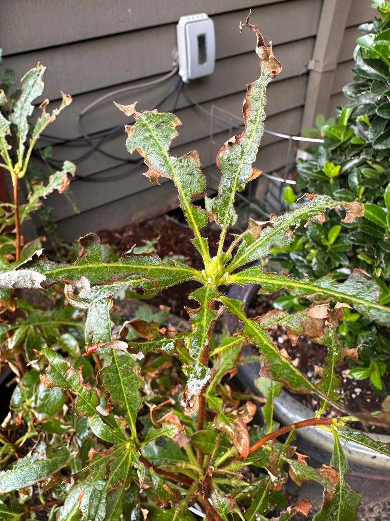 Use Neem Oil While Caterpillars Are Still Small