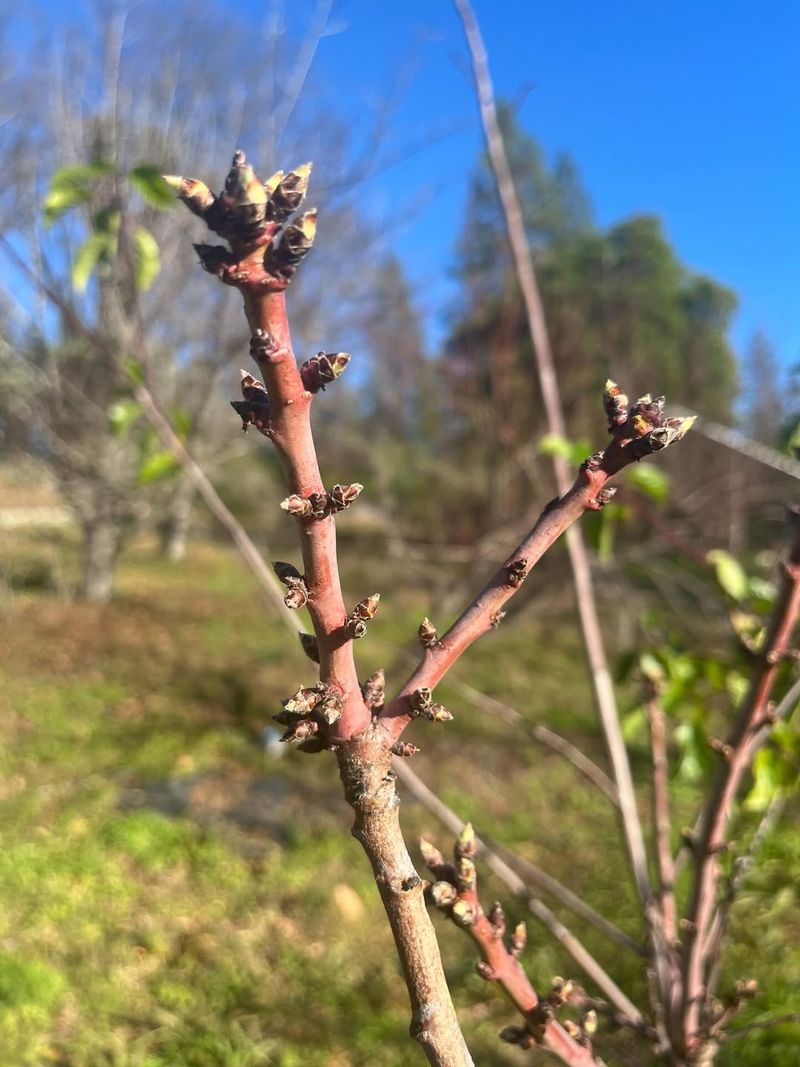 Apply Before Buds Begin To Swell