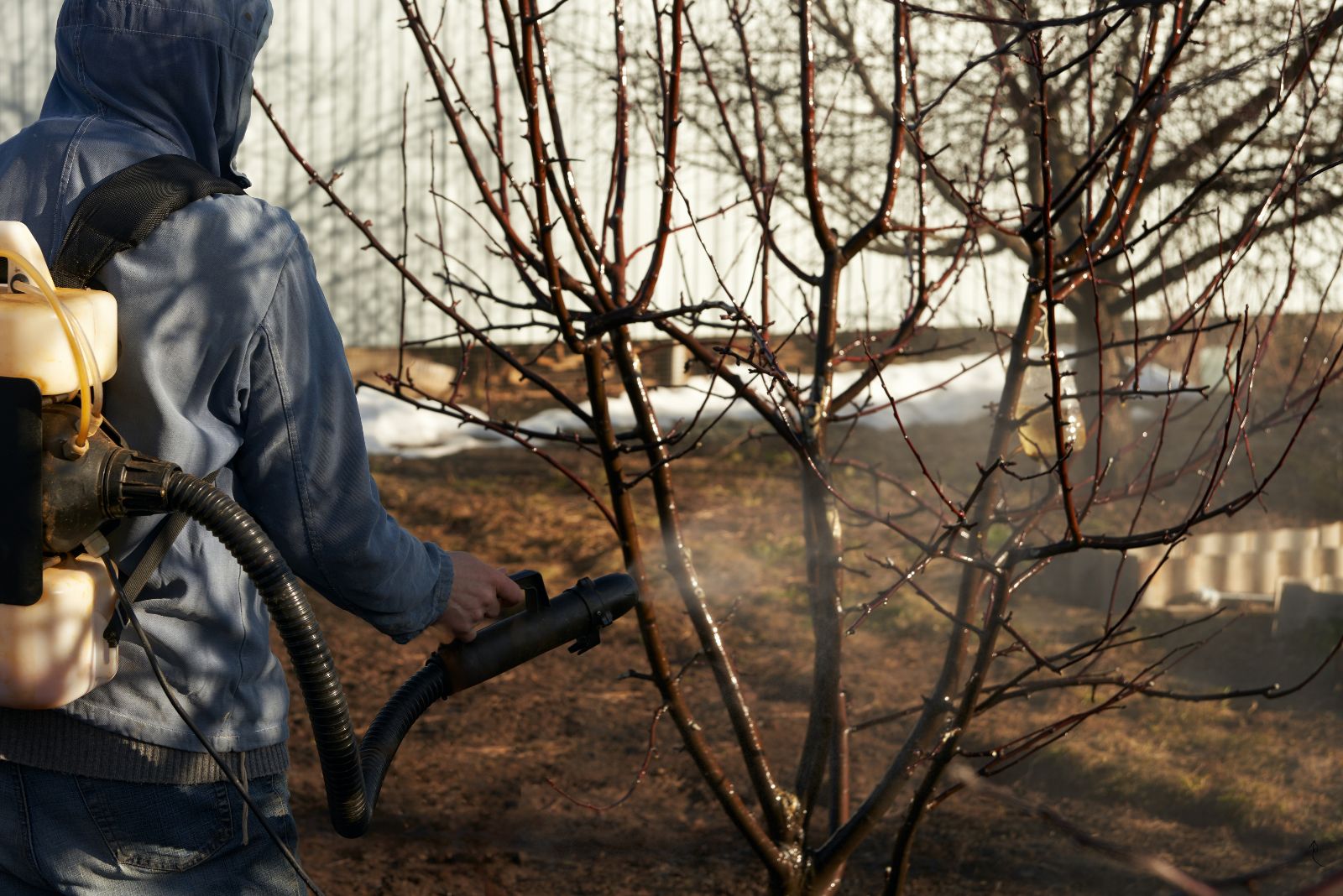 spraying fruit tree before bud break