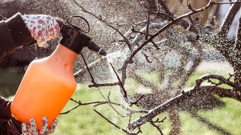 Apple Trees Need Dormant Oil And Copper Spray