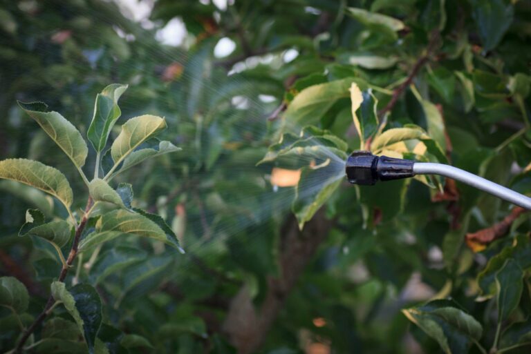 spraying fruit trees