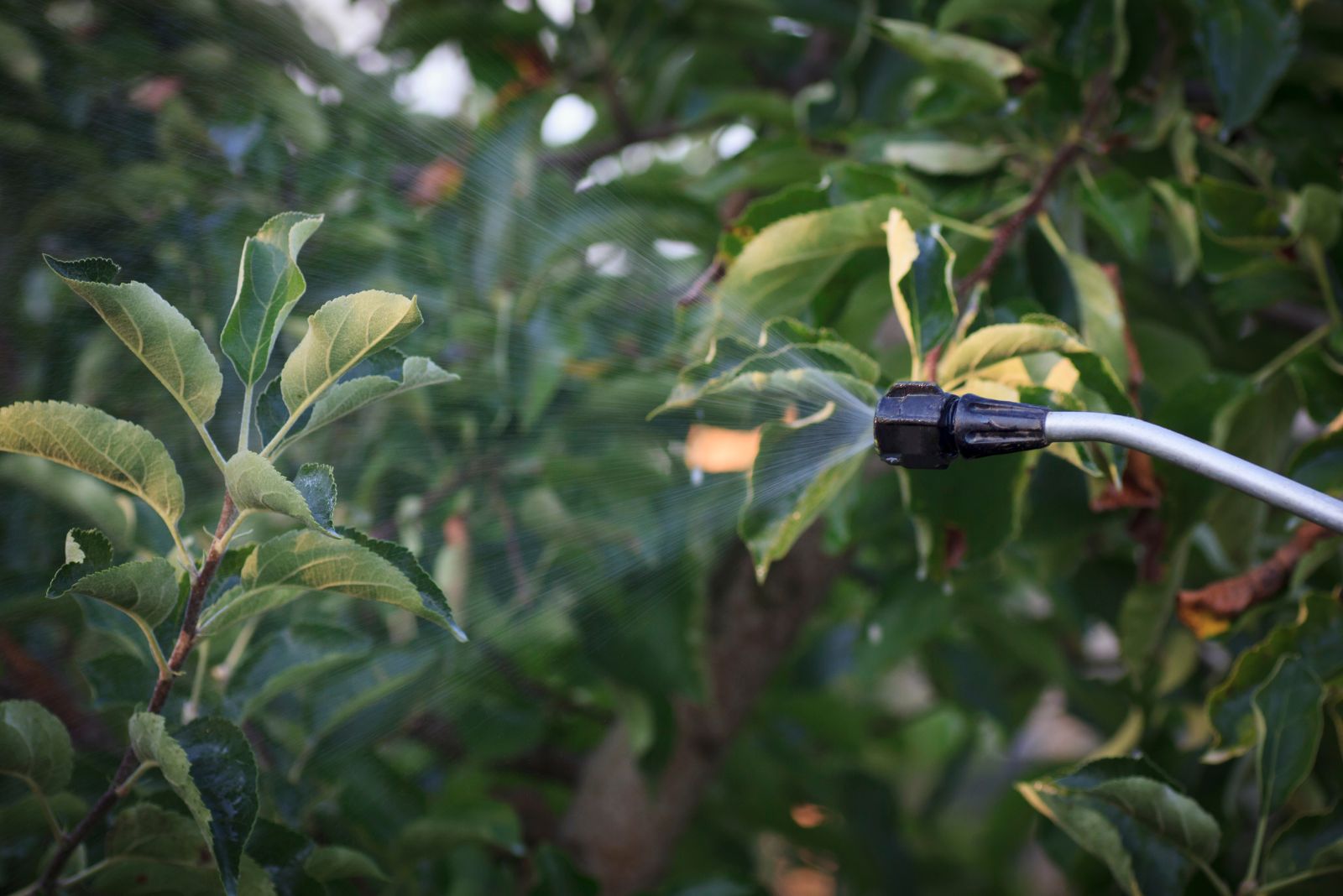 spraying fruit trees