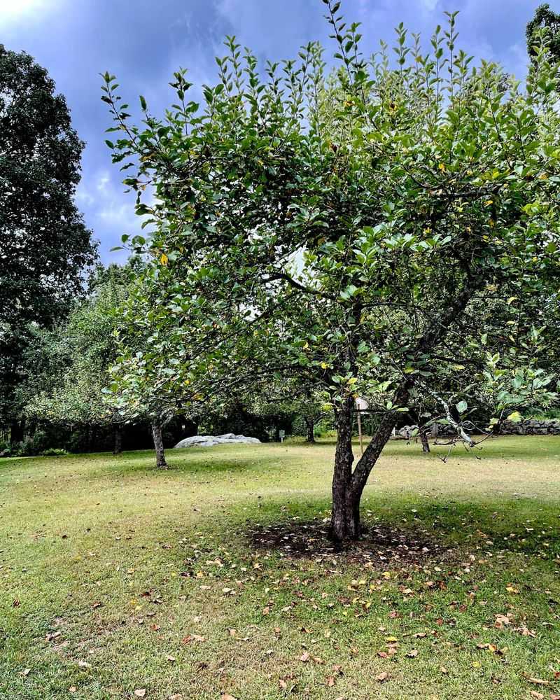 Apple Trees Need Early Protection