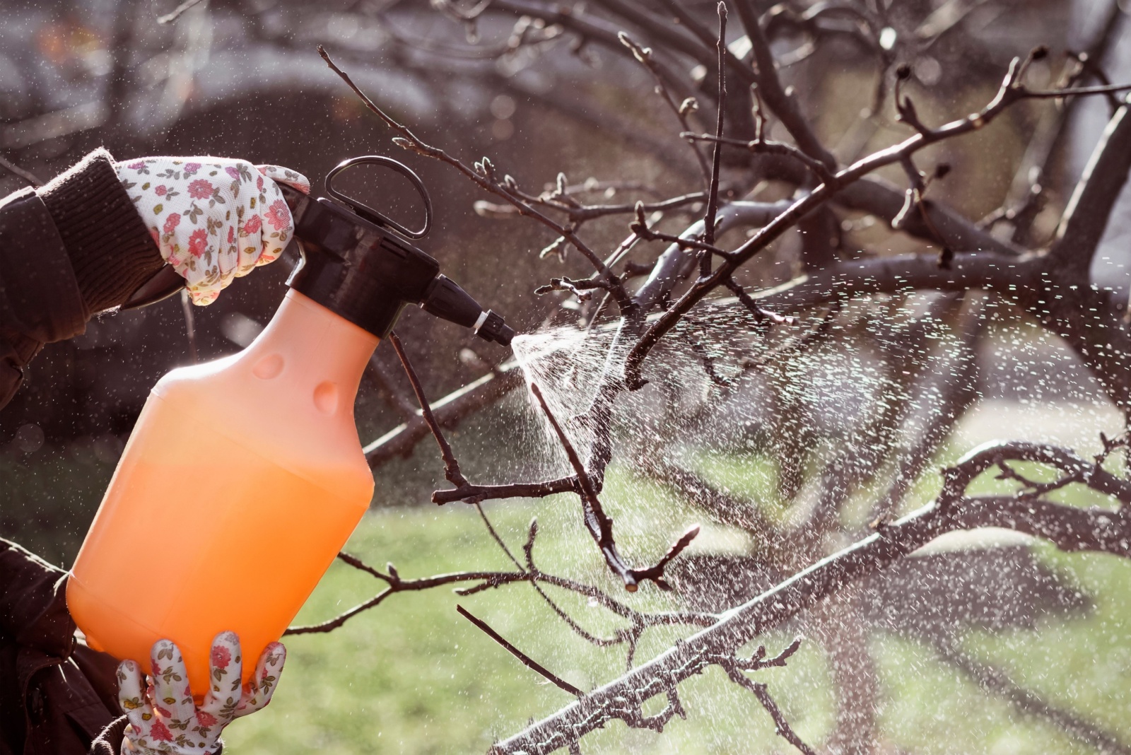 spraying fruit tree