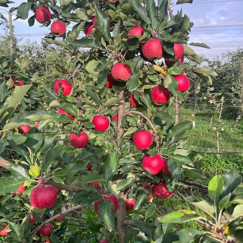 Apple Trees Need Early Protection