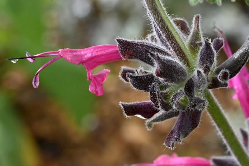 Low-Maintenance, High Ecological Value