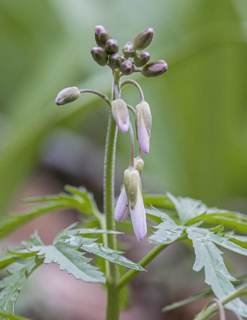 Cut-Leaved Toothwort Offers Sweet Nectar
