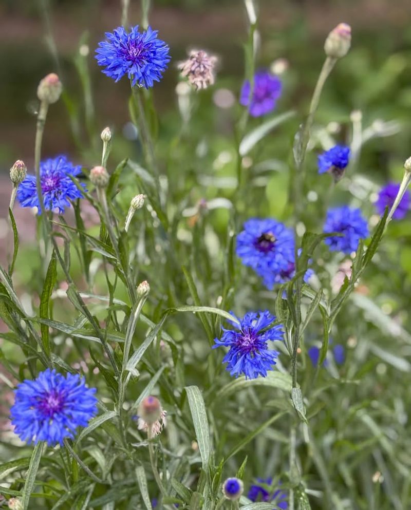 Soft Blue Flowers Reseed Readily With Bachelor's Button