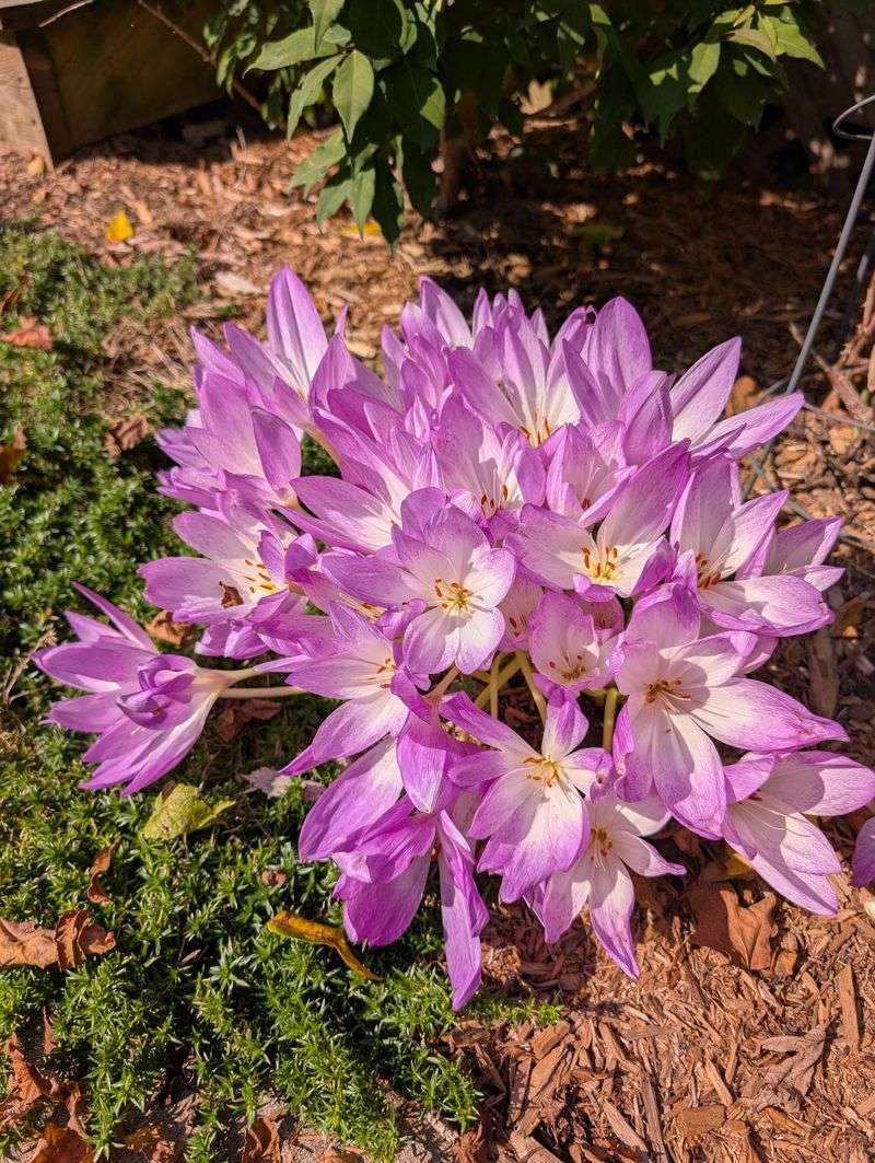 Autumn Crocus Is Far More Harmful Than It Appears