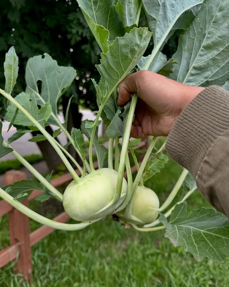 Fall Crops Benefit From Consistent Spacing