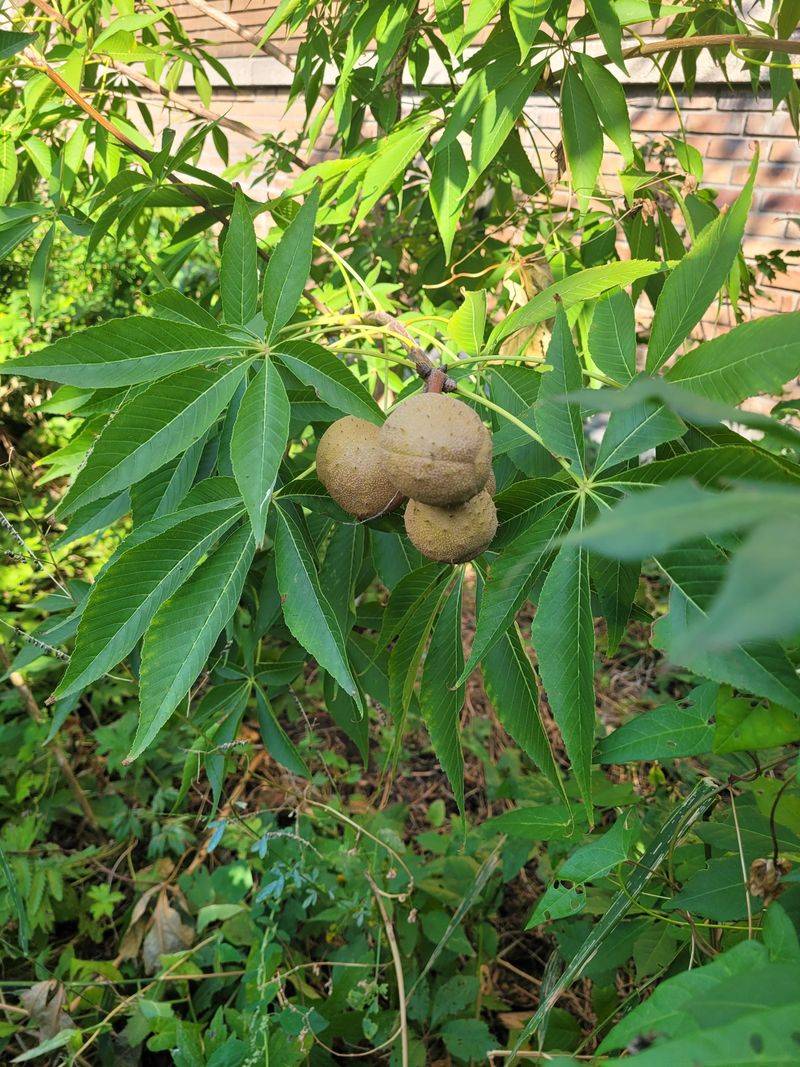 The Native Tree Spread Naturally Across Ohio