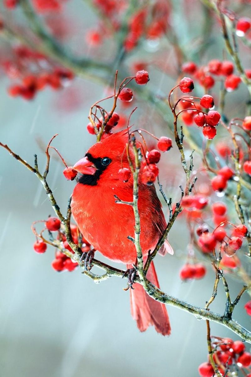 Hardy Ohio Native Thrives In Local Soil