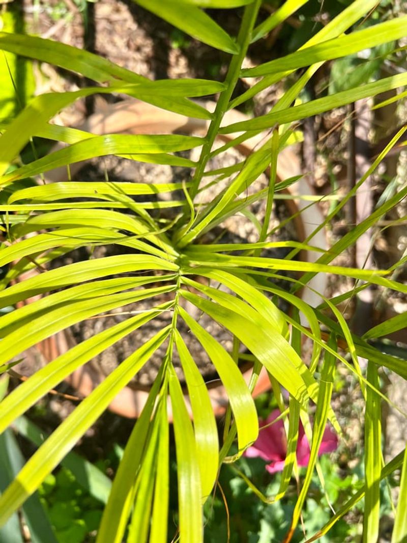 Nutrient Deficiencies Can Look Like Damage