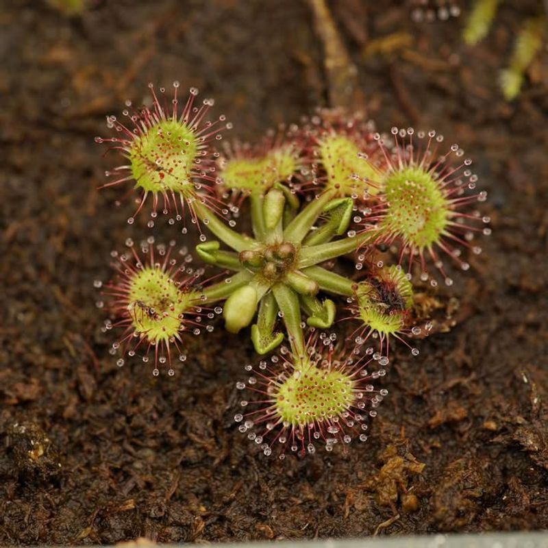 Its Leaves Are Smaller Than A Dime