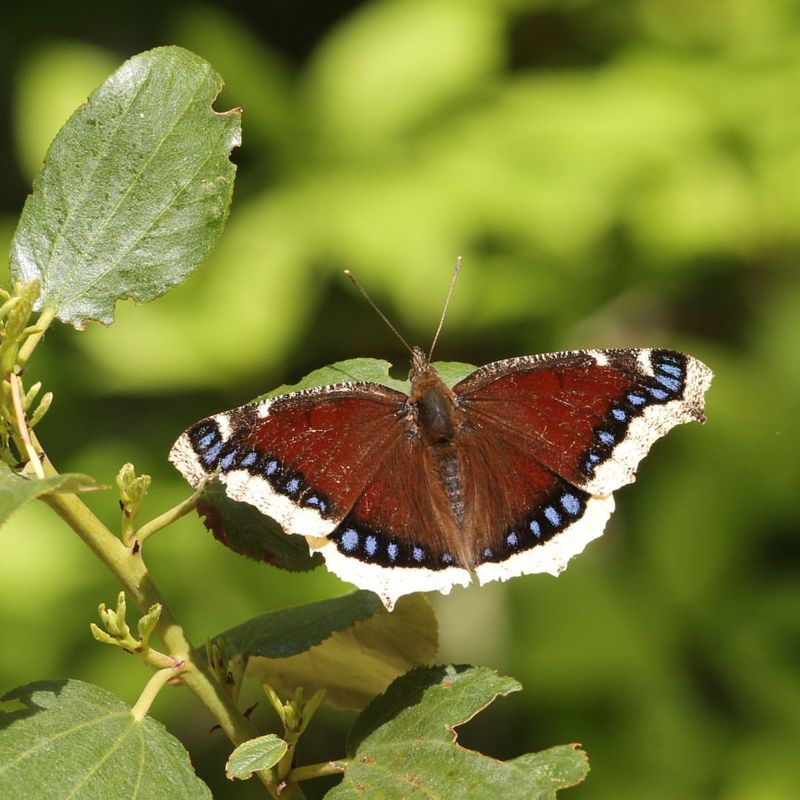 Mourning Cloak Butterflies Appear In March On Warm Days