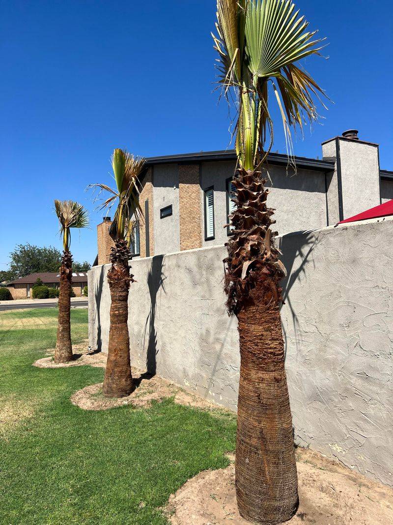 Feeding Stressed Palms Slows Recovery And Growth