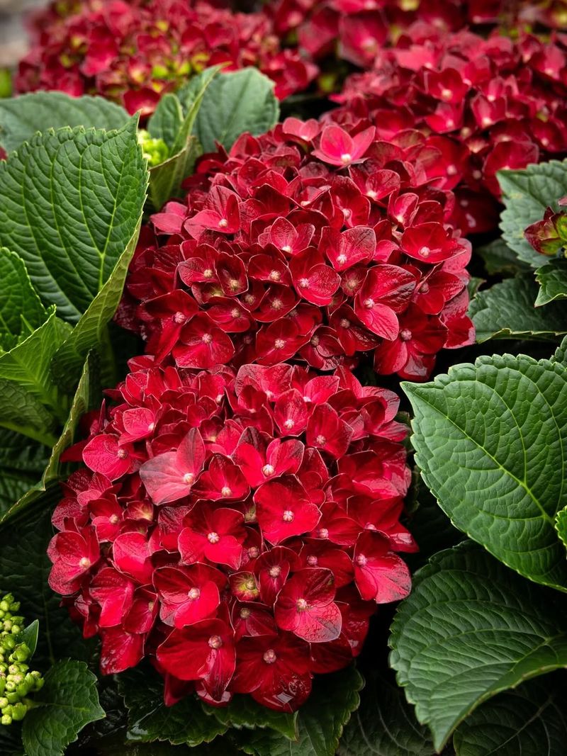 Centennial Ruby Bigleaf Hydrangea (Hydrangea macrophylla) 
