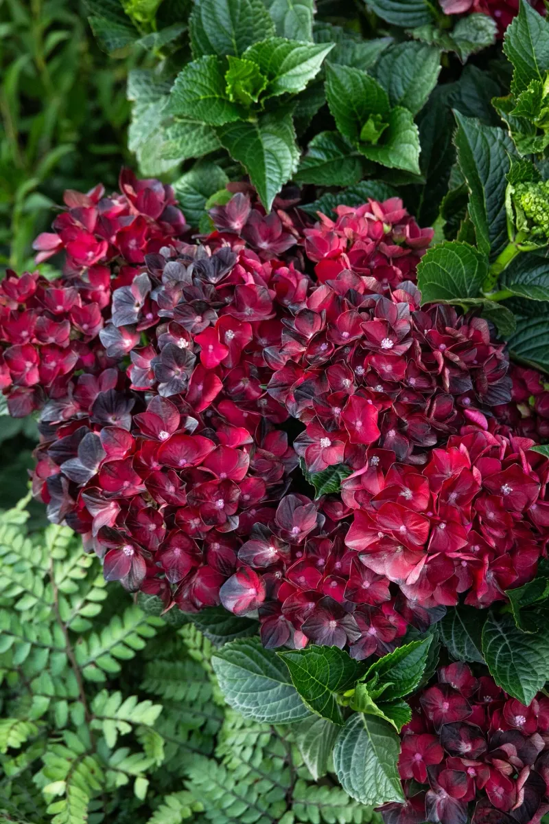 Centennial Ruby™ Bigleaf Hydrangea (Hydrangea Macrophylla)