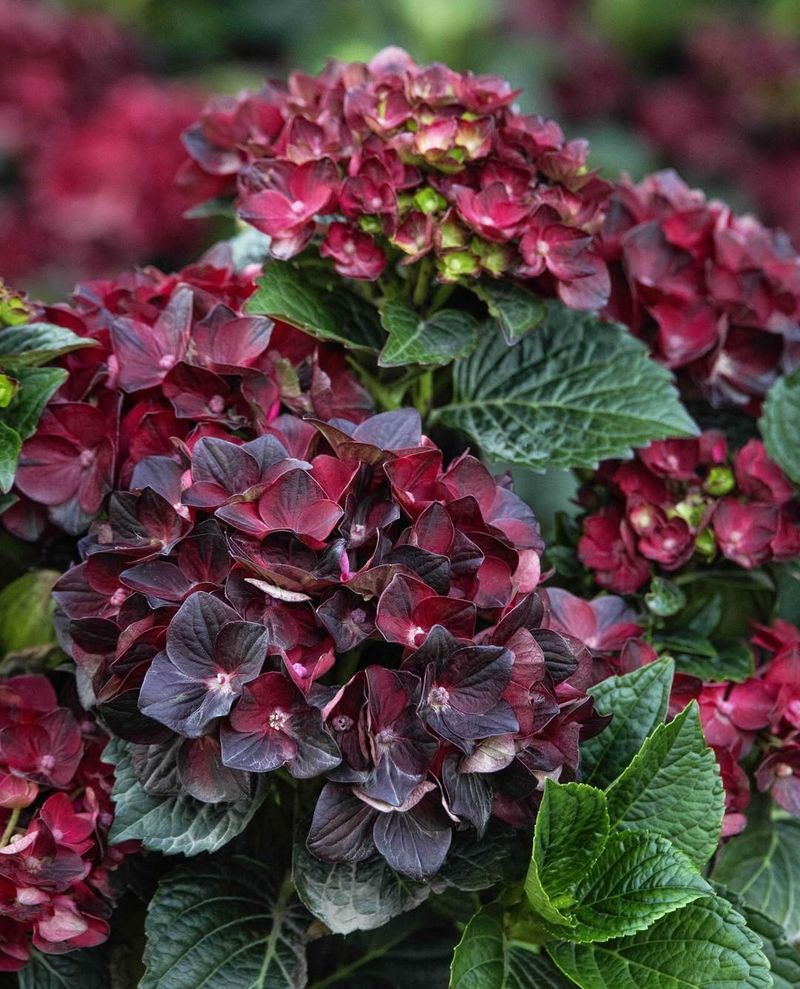 Centennial Ruby™ bigleaf hydrangea (Hydrangea macrophylla)