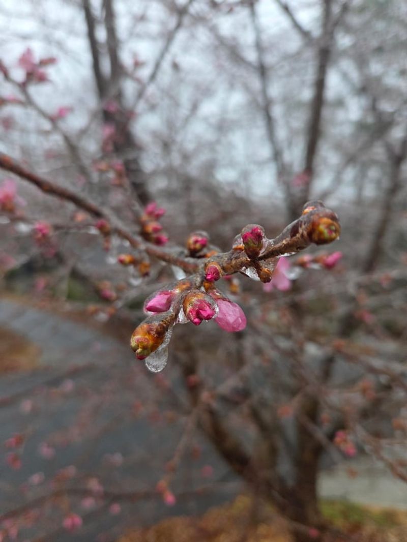 Know The Exact Temperatures That Cause Blossom Injury